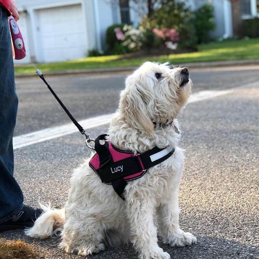 No-Pull Paw Harness™